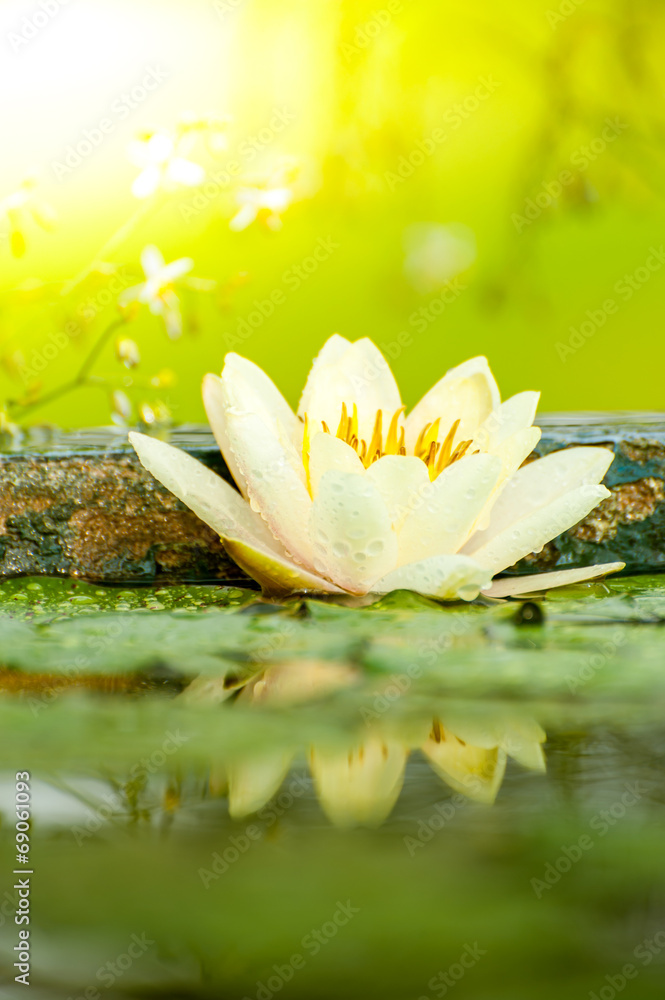 美丽的睡莲或有雨滴的池塘里的莲花