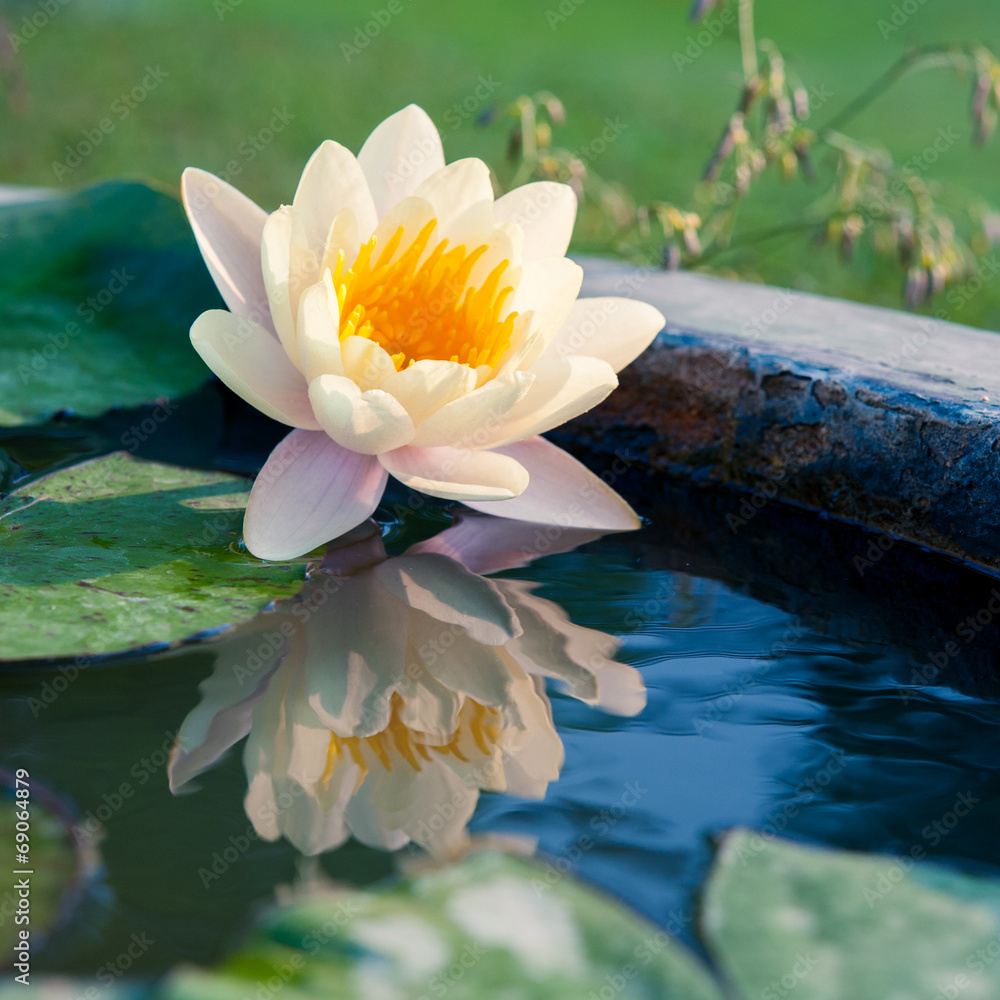 池塘里一朵美丽的黄色睡莲或荷花