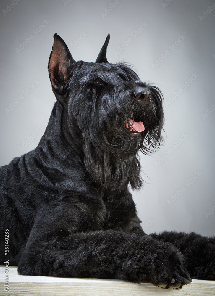 黑色巨型雪纳瑞犬