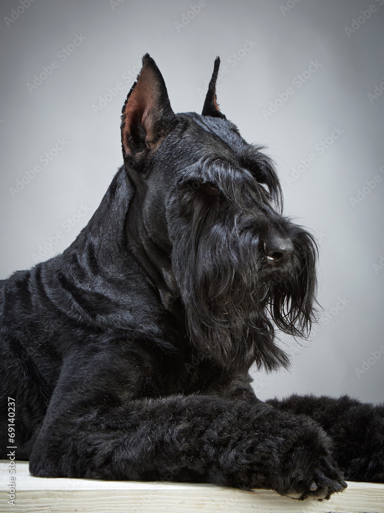黑色巨型雪纳瑞犬