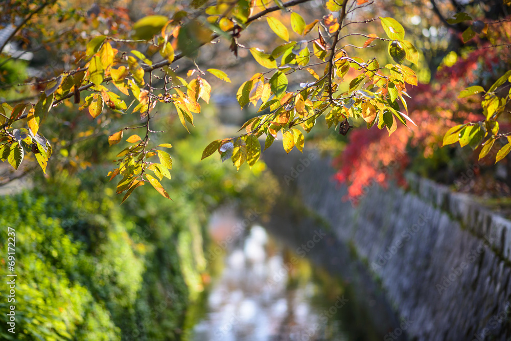 秋季日本京都的哲学家之路
