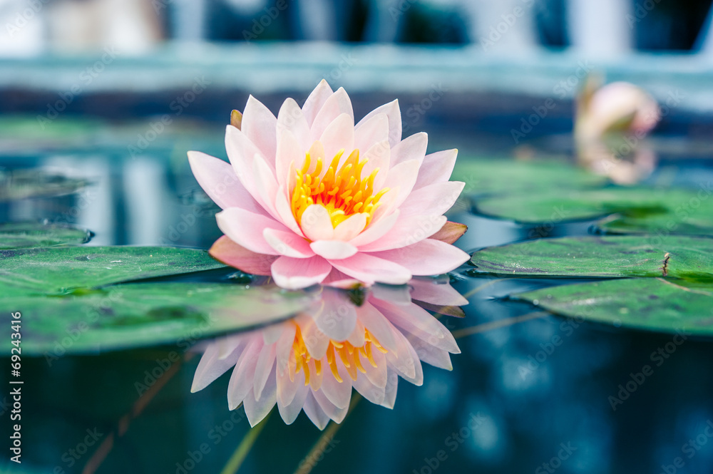 池塘里一朵美丽的粉红色睡莲或荷花