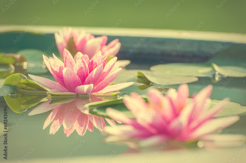 美丽的粉红色睡莲或池塘里的莲花复古照片