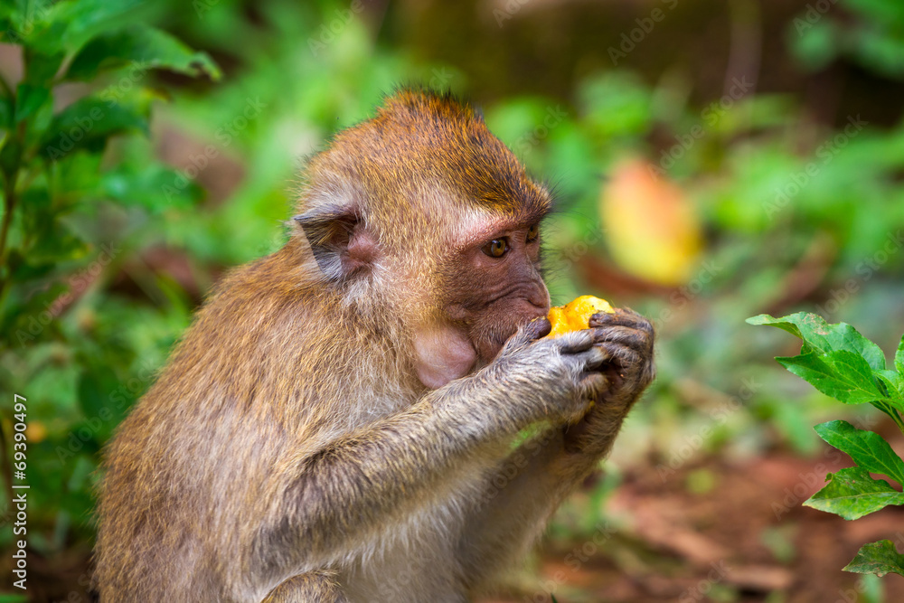 宽生活中的猕猴，泰国