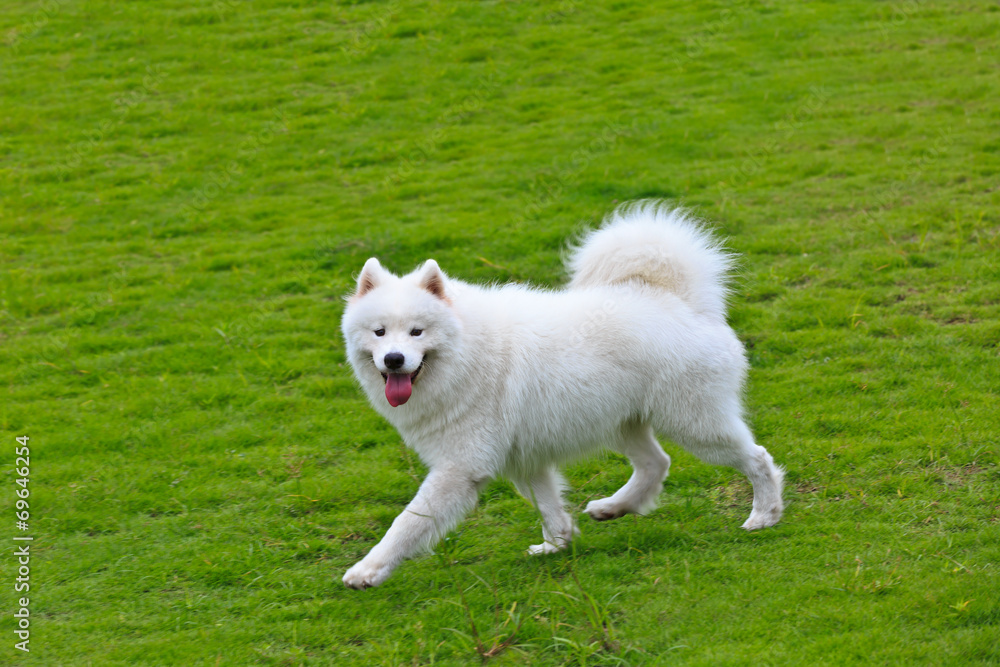 萨摩耶犬在草地上奔跑