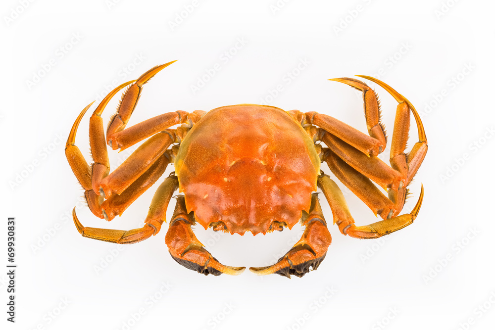 cooked crab isolated
