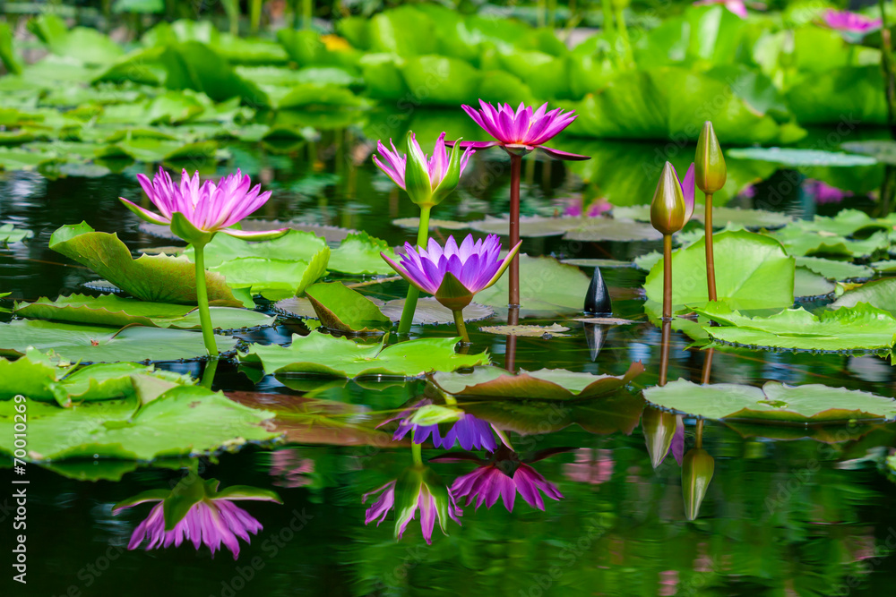 Beautiful pink  lotus or water lily in pond