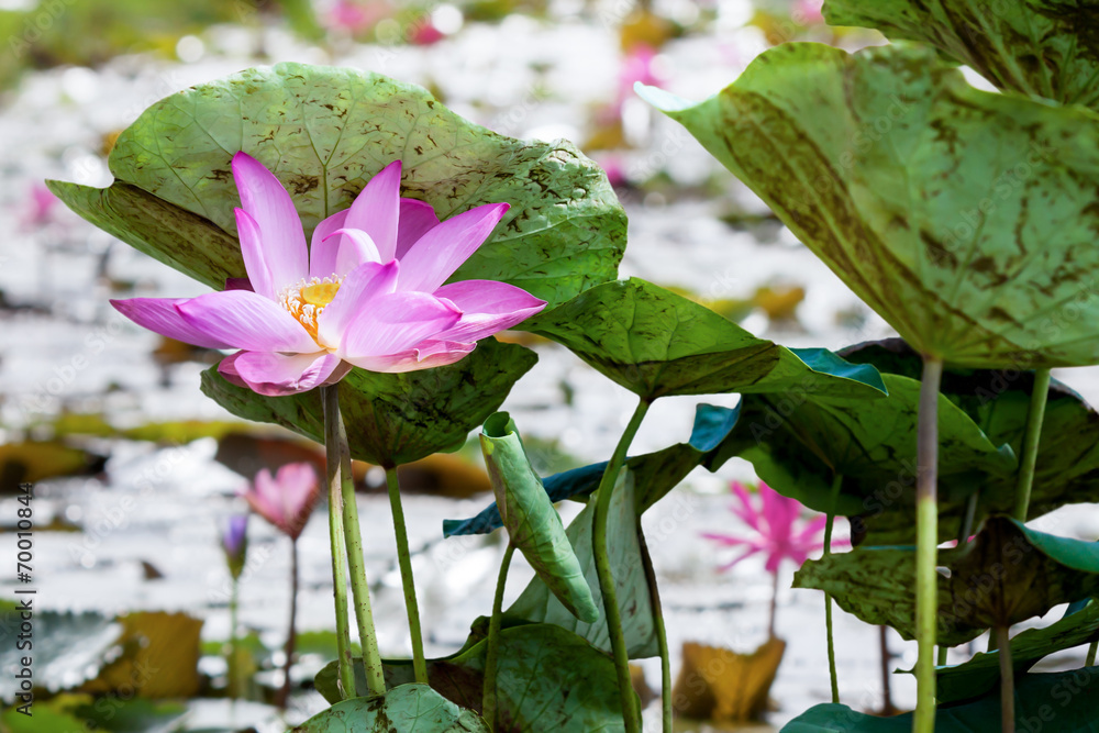 池塘里的粉莲花或睡莲