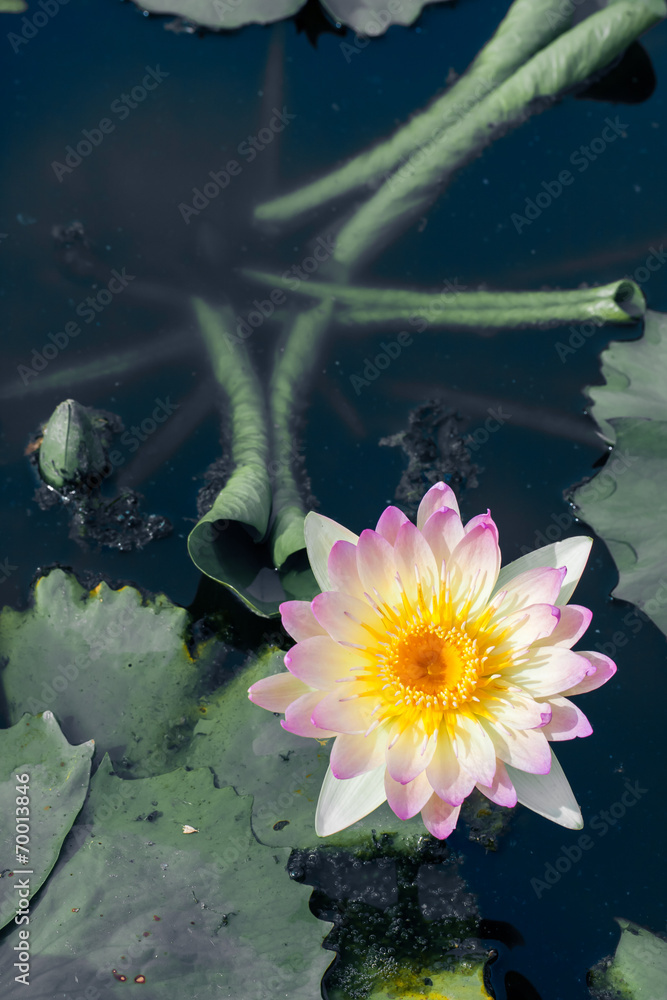 抽象美丽的荷花或池塘里的睡莲