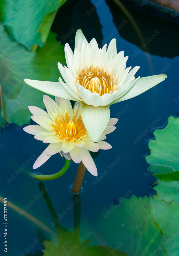 池塘里美丽的白莲花或睡莲