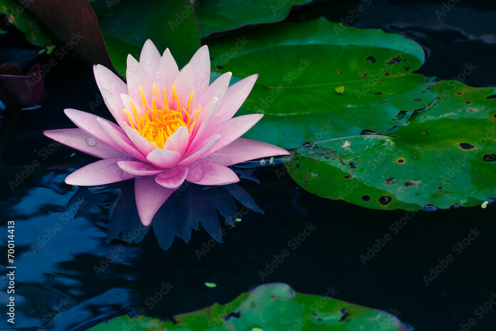 beautiful pink lotus or water lily in pond