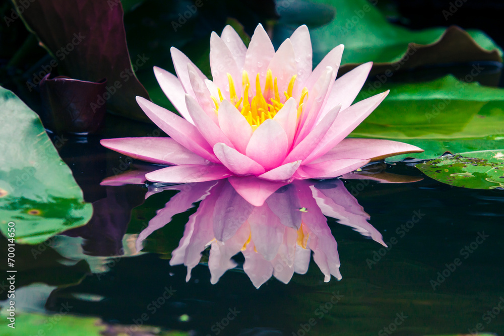 池塘里美丽的粉色莲花或睡莲