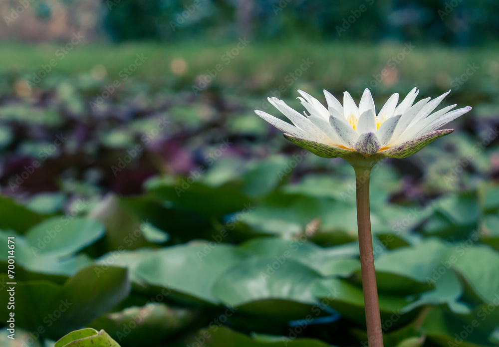 beautiful white lotus or water lily in pond