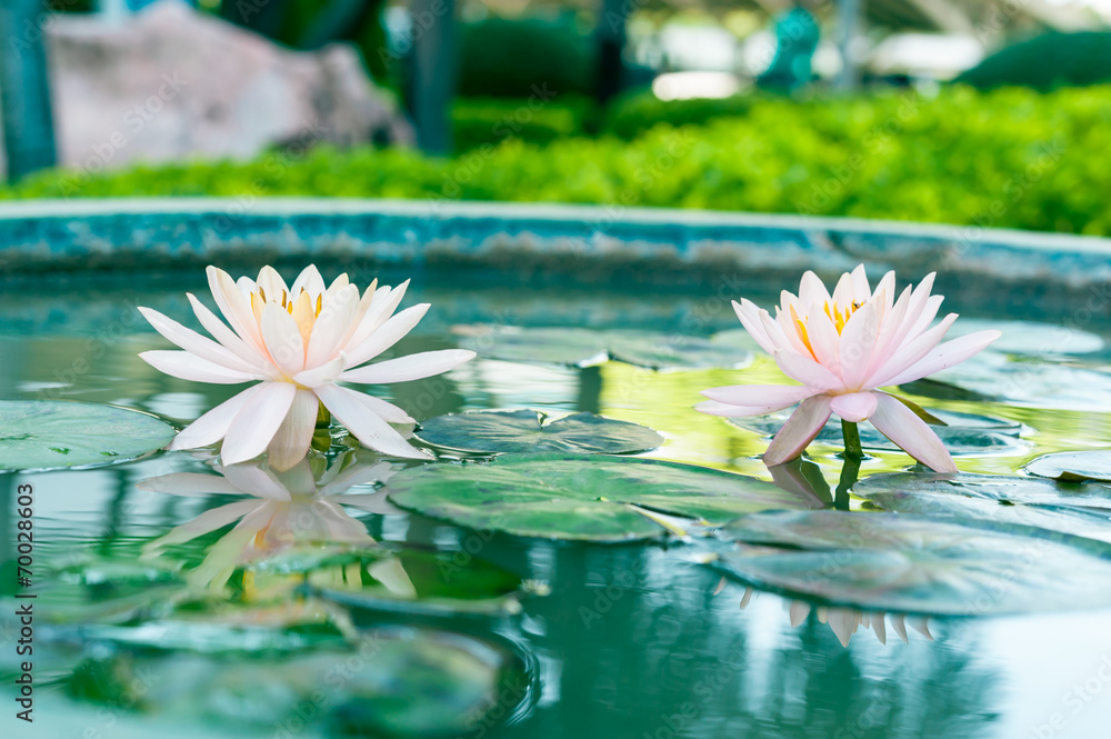 两朵美丽的粉红色睡莲或池塘里的莲花