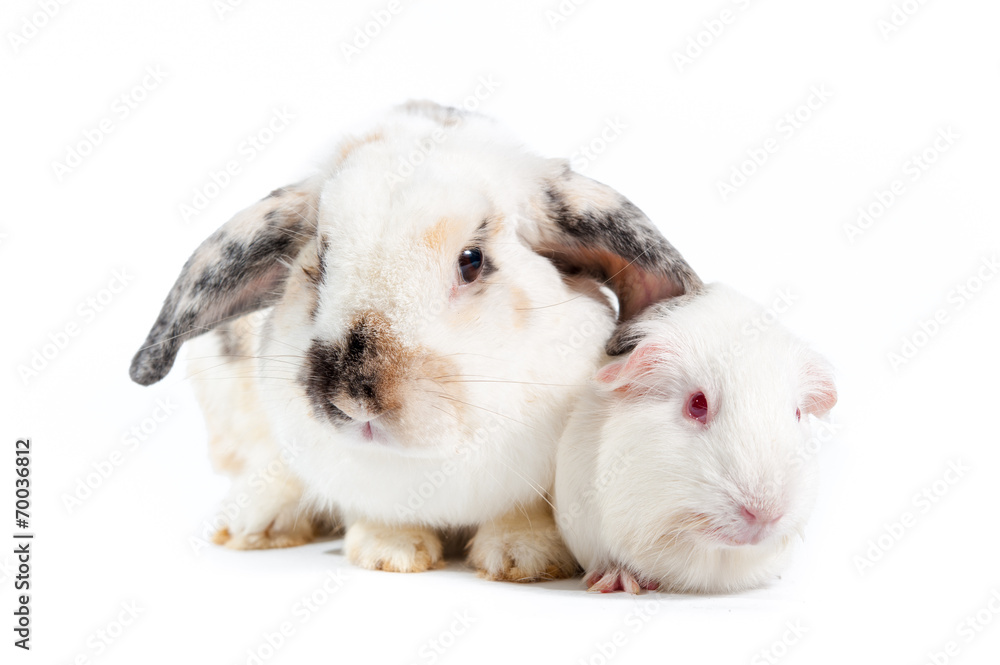 兔子和老鼠家庭情侣