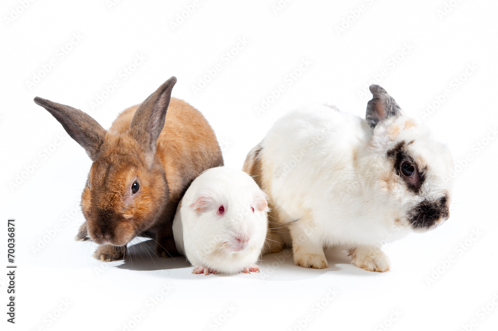 兔子和老鼠家族
