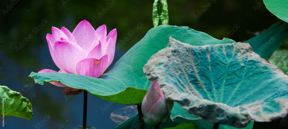 池塘里美丽的粉红色莲花睡莲