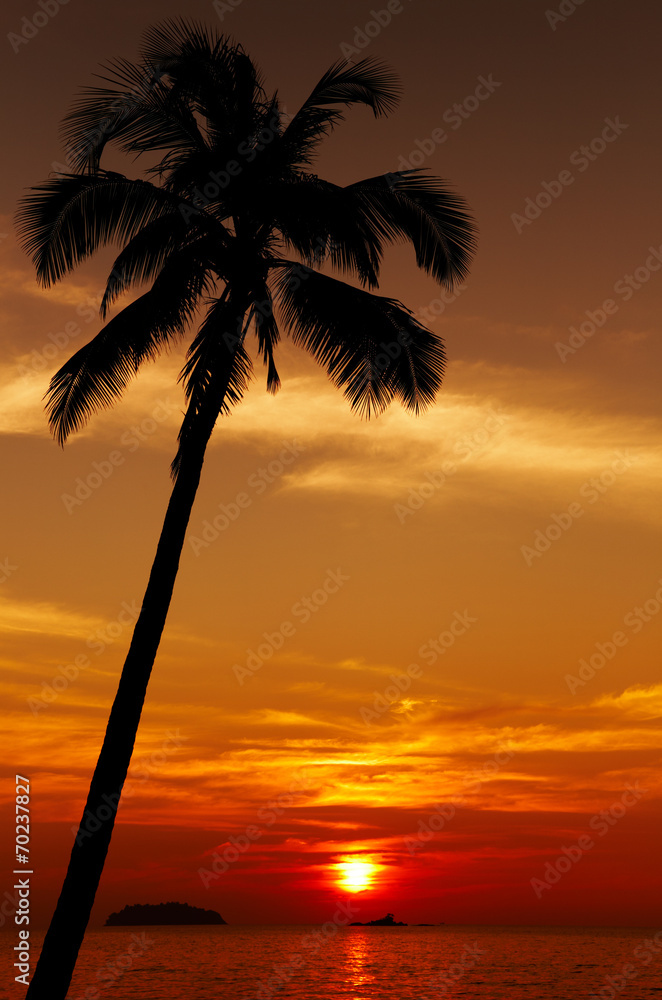 日落时的棕榈树剪影，泰国昌岛