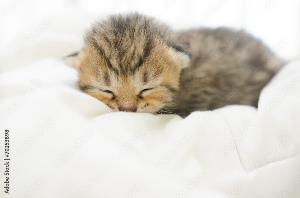 睡在床上的美国短毛小猫