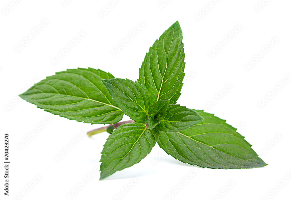 Peppermint closeup leaf
