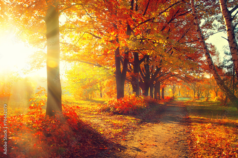 秋天。秋天的公园。阳光下的秋天的树木和树叶