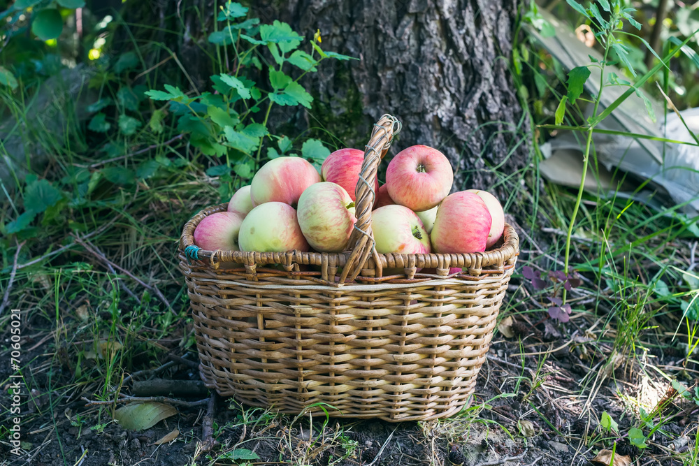 花园里的一篮苹果