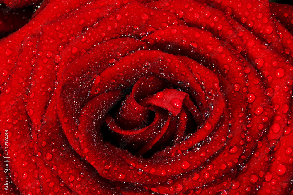 红色湿玫瑰花特写。贺卡或背景
