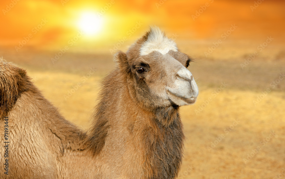 日落时的骆驼