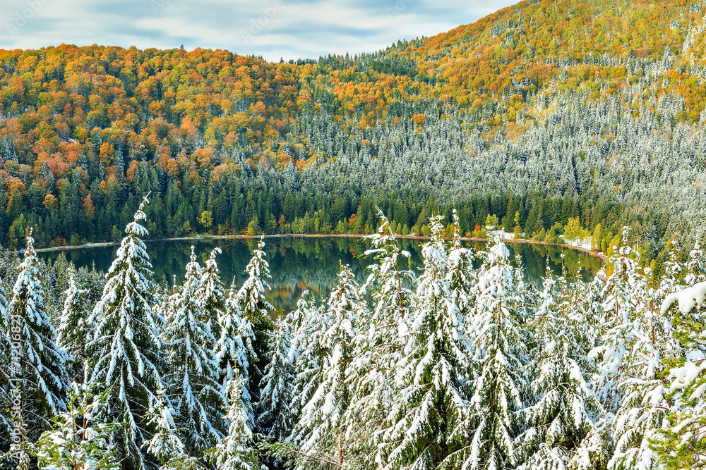 罗马尼亚圣安娜湖，白雪皑皑的树木和五彩缤纷的秋季景观