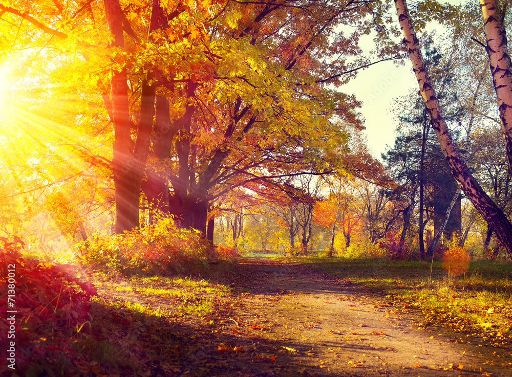 秋天。秋天的公园。阳光下的秋天的树木和树叶