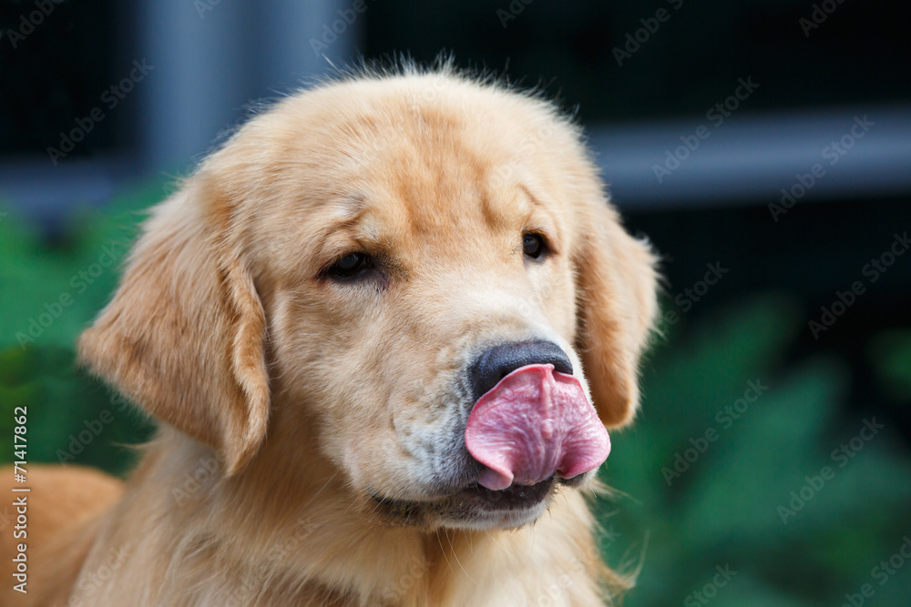 成年黄金毛寻回犬伸出舌头