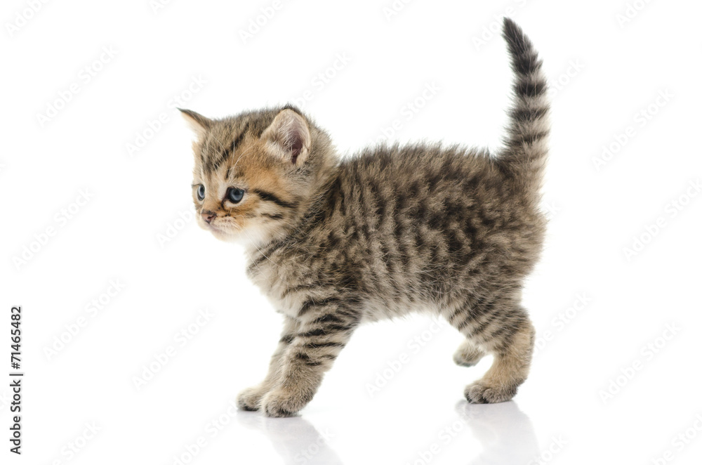 白底可爱的虎斑小猫