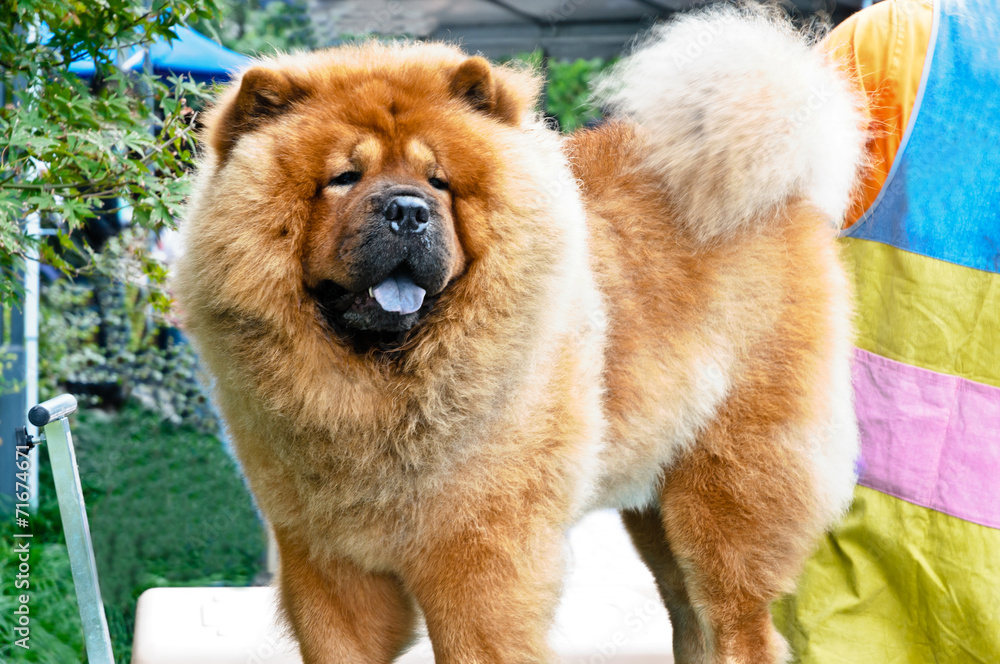 Lovely yellow  Chow Chow