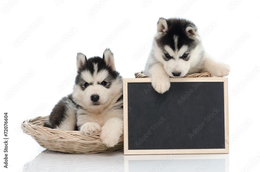 可爱的西伯利亚哈士奇小狗抱着粉笔板被隔离