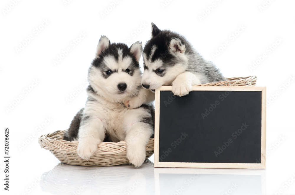 可爱的西伯利亚哈士奇小狗抱着粉笔板被隔离