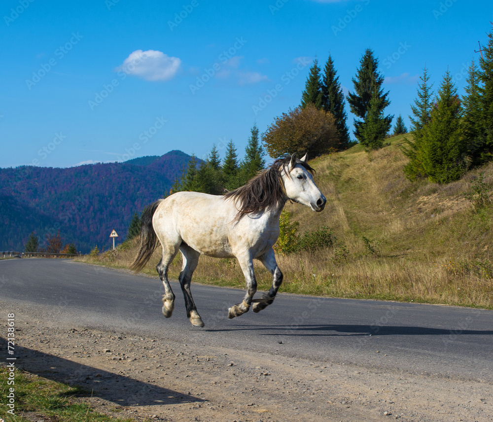 马在山上过马路。绑着蹄子