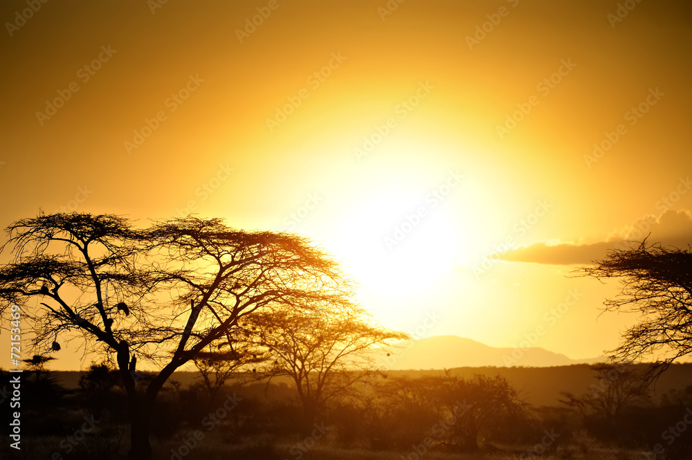 非洲大草原上的日落