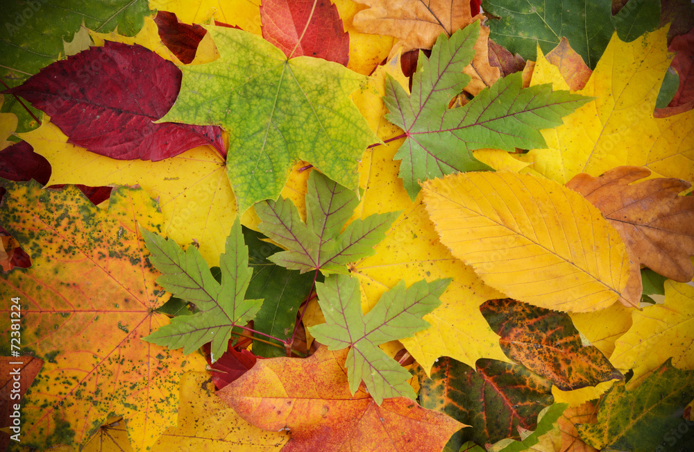 用秋天的落叶做成的色彩缤纷的背景