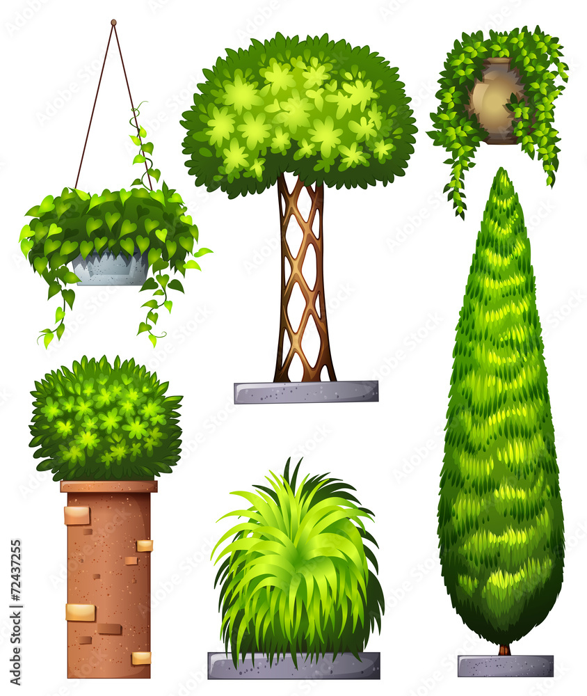 不同的装饰植物