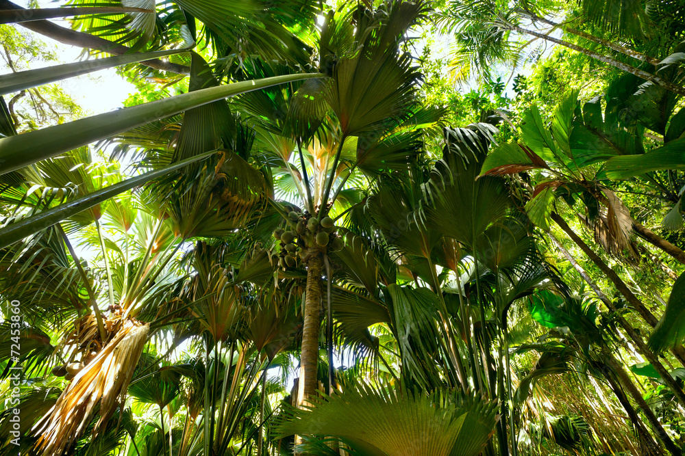 塞舌尔普拉斯林的热带雨林，棕榈树椰子树