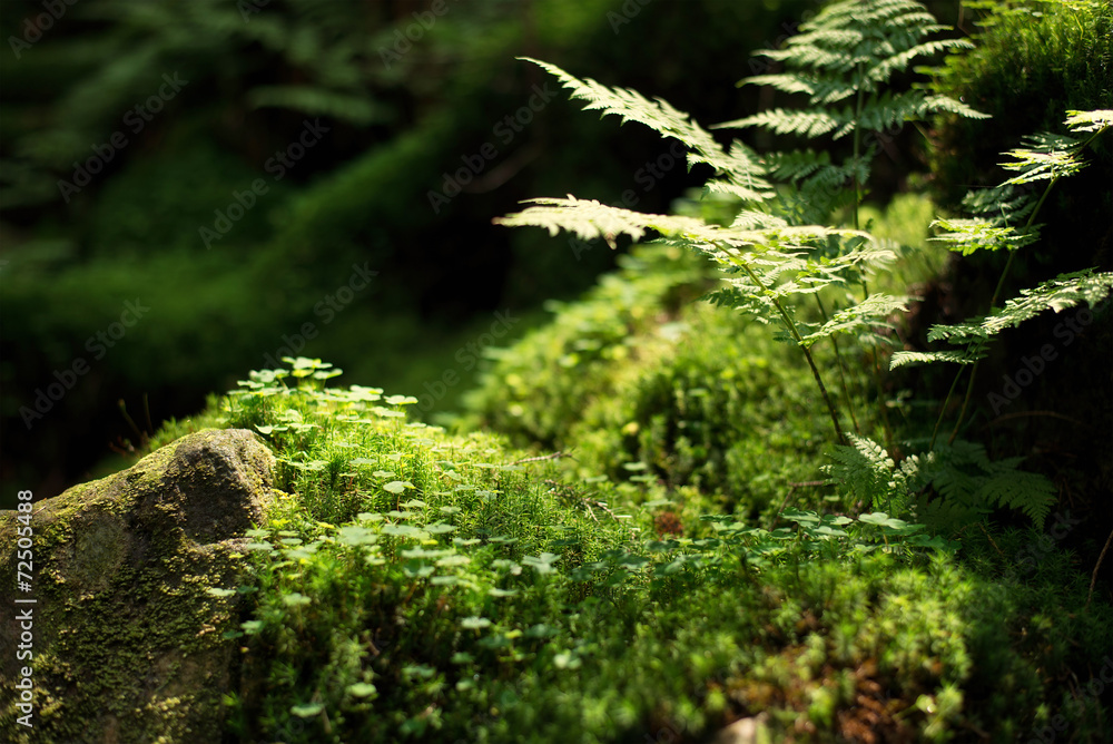 石头上的苔藓和斑点。自然背景