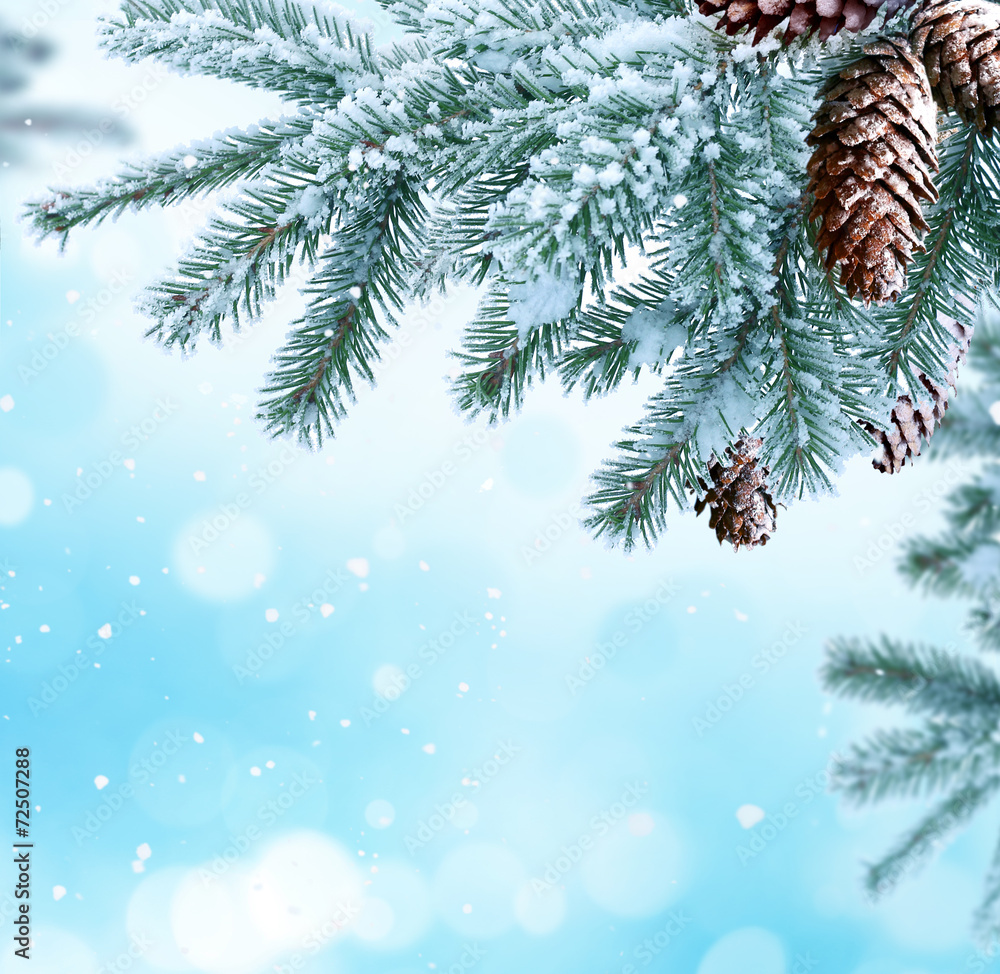冬季圣诞背景，带松果的冷杉树枝
