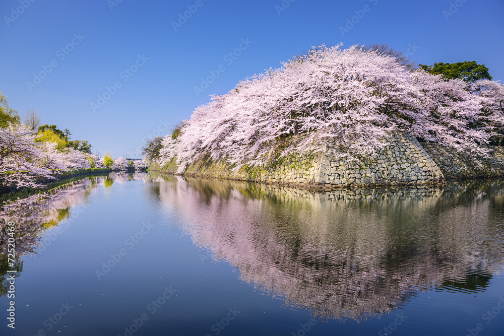 樱花在日本的海根