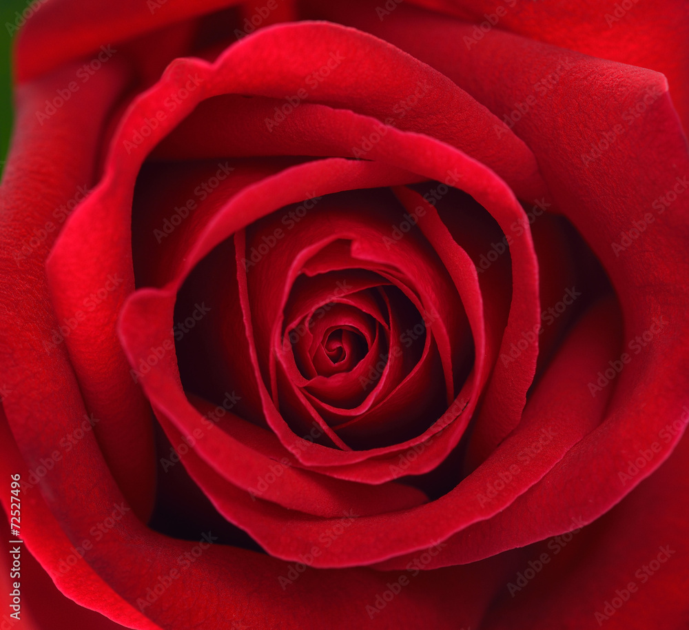 红玫瑰花的极限特写