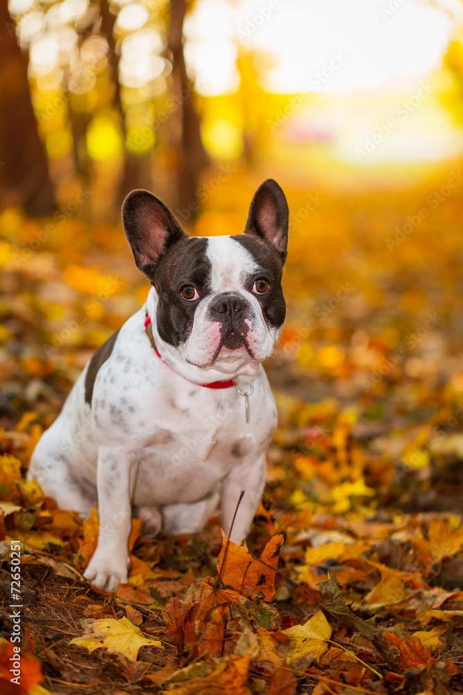 秋天风景中的法国斗牛犬肖像