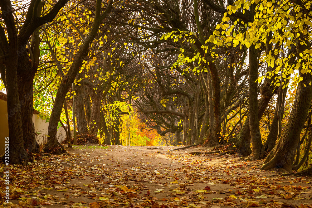 波兰格但斯克公园的秋天小巷
