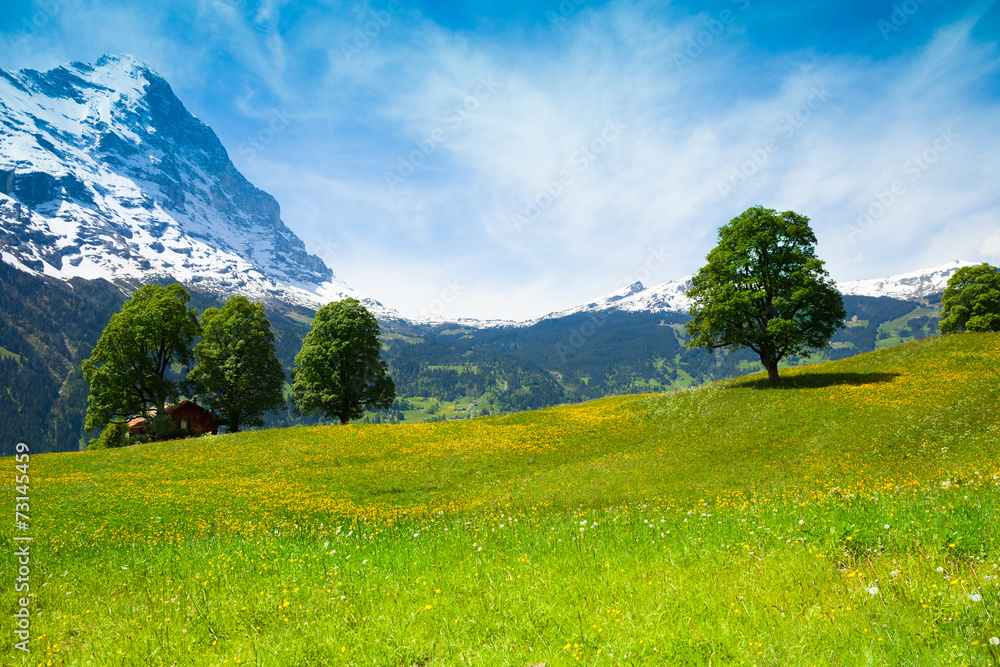 阿尔卑斯山附近的夏季自然景观