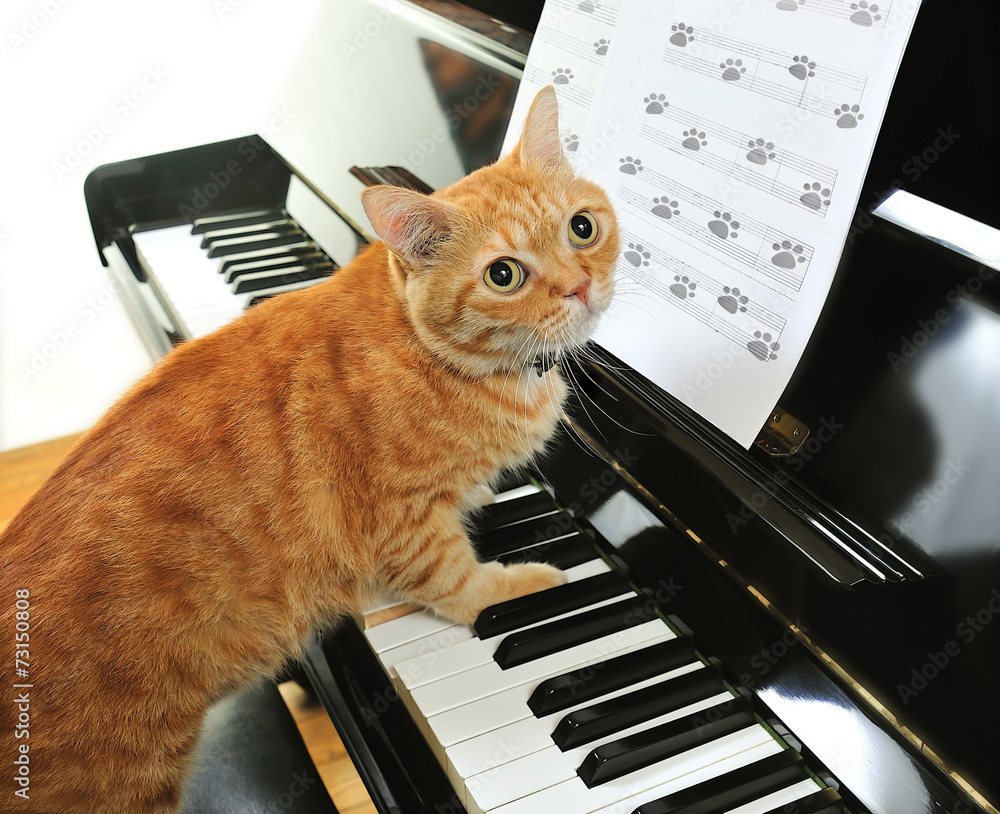 一只黄色可爱的猫在弹钢琴