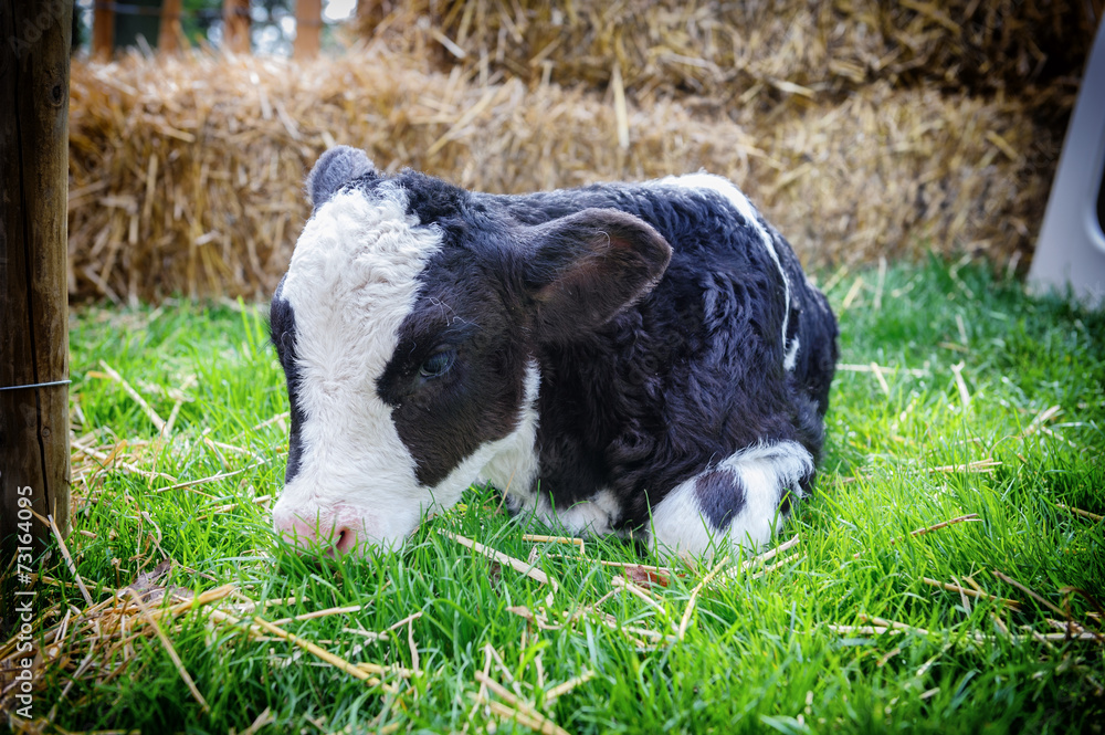 可爱的小牛躺在草地上