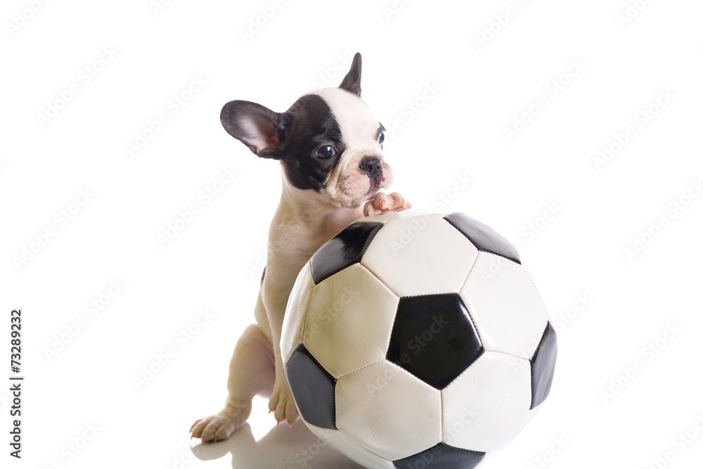 法国斗牛犬小狗，白色上方有足球